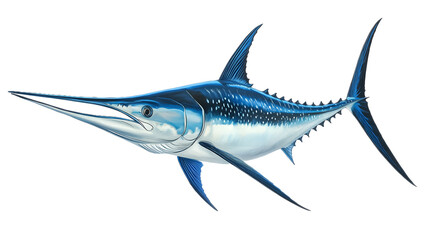 Obraz premium blue marlin fish isolated on white background 