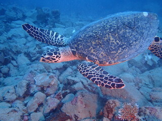 海の岩場を泳ぐウミガメのタイマイ
