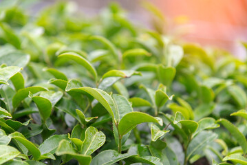 Tea garden in the morning with cool weather