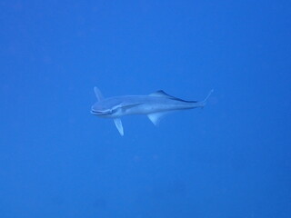 青い海を泳ぐコバンサメ