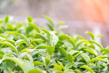 Tea garden in the morning with cool weather