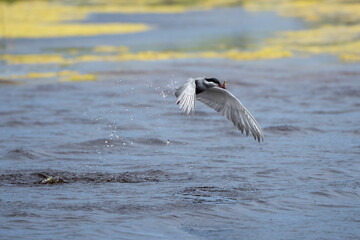 A whiskered tern (Chlidonias hybrida) fishing above a wetland near Struisbaai, Overberg, Western...