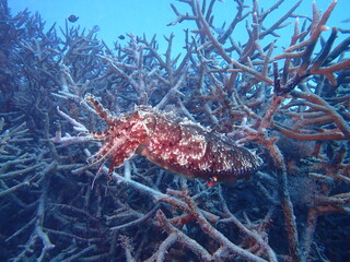 枝状のサンゴの上を泳ぐイカのコブシメ