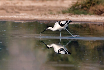 beauitful pictures of pied avocet, The pied avocet is a large black and white wader in the avocet...