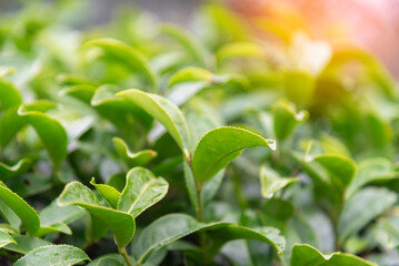 Tea garden in the morning with cool weather