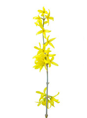 branch with yellow flowers. first spring flowers. Forsythia.
sunny flowers of early spring.  Isolated on white background. 