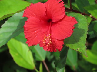 赤いハイビスカスの花のアップ