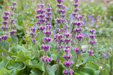 Obraz premium Flowers at Tulpar Kul Lake at the foot of Lenin Peak in the Pamir Mountains in Kyrgyzstan