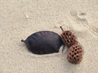 砂浜に打ち上げられて漂着したナンテンカズラとトクサバモクマオウの実
