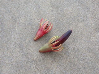 浜辺に漂着したオヒルギの実