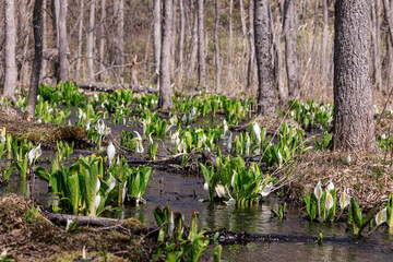 北海道千歳市、可憐に咲く水芭蕉【4月】
