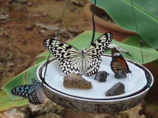 吊るされた皿の上にとまる様々な南国の蝶々