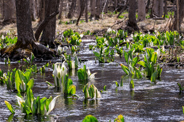北海道千歳市、可憐に咲く水芭蕉【4月】