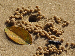 海の砂浜にできたカニの巣穴と砂の玉