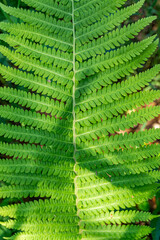 Detailed close-up of a big green fern leaf. Ideal for nature enthusiasts, botany projects, and eco-friendly designs. Capture the intricate beauty of a fern leaf for your creative visual needs. 