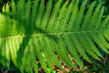 Detailed close-up of a big green fern leaf. Ideal for nature enthusiasts, botany projects, and eco-friendly designs. Capture the intricate beauty of a fern leaf for your creative visual needs. 