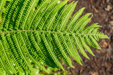 Detailed close-up of a big green fern leaf. Ideal for nature enthusiasts, botany projects, and eco-friendly designs. Capture the intricate beauty of a fern leaf for your creative visual needs. 