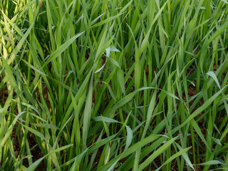 Close up of young green wheat seedlings growing in the field.