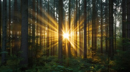 Obraz premium Golden sunlight breaking through tall trees enchanting forest nature photography serene environment majestic viewpoint tranquility concept