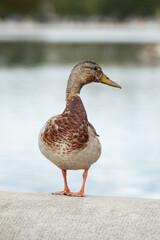duck