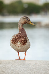 duck