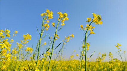 Fototapeta premium Amazing mustard flowers field with blue sky in background, close-up