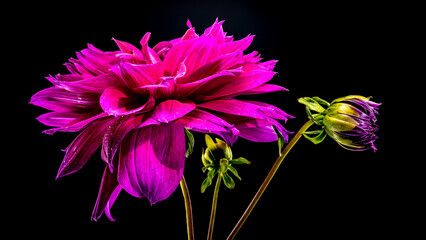 Regal Dahlia on a black background