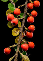 Cotoneaster Branch with Red Berries on black background