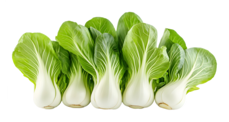 Bok choy portrait on a transparent background. isolated background.