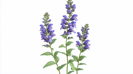 Obraz premium A tall, upright snapdragon in purple, its unique tubular flowers layered along the stem, isolated for a detailed view.