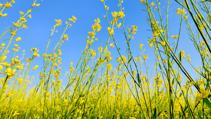 Amazing mustard yellow flowers on the background of the blue sky. Landscape.