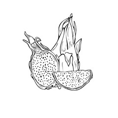 Vector aromatic pitaya cactus hand drawn ink sketch illustration in black. Half, slice and whole sweet ripe dragon fruit composition line art. For summer healthy menu design, coloring book