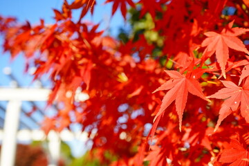 12月の晴れた日の庭園に広がる紅葉