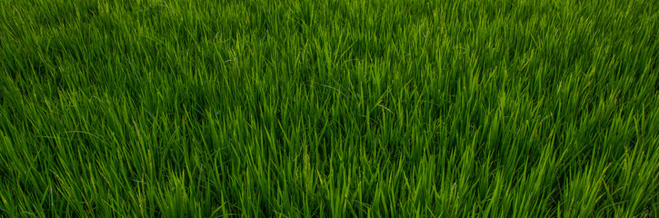 rice paddy field