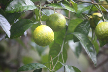 A cluster of unripe green oranges hangs from a branch with lush green leaves