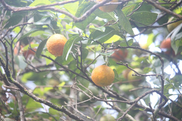 A cluster of unripe green oranges hangs from a branch with lush green leaves