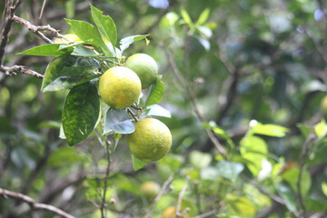 A cluster of unripe green oranges hangs from a branch with lush green leaves