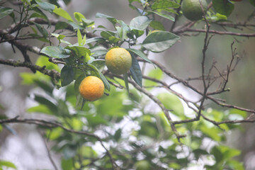 A cluster of unripe green oranges hangs from a branch with lush green leaves