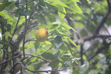A cluster of unripe green oranges hangs from a branch with lush green leaves