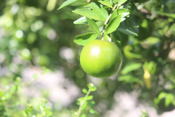 A cluster of unripe green oranges hangs from a branch with lush green leaves