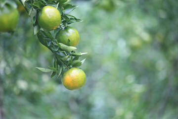 A cluster of unripe green oranges hangs from a branch with lush green leaves