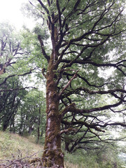 Caucasus nature. Azerbaijan. Old tree with moss on the slope