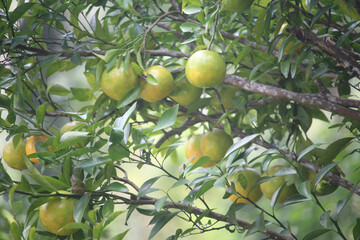 A cluster of unripe green oranges hangs from a branch with lush green leaves