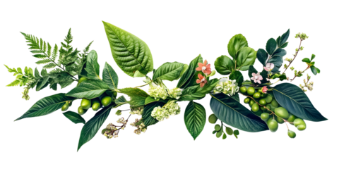 Botanical beauty on a transparent background. isolated background.