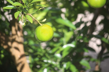 A cluster of unripe green oranges hangs from a branch with lush green leaves