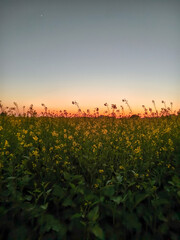 Sunset over a field of mustard flowers in the foreground. Beautiful view of mustard field due to early sunset in winter
