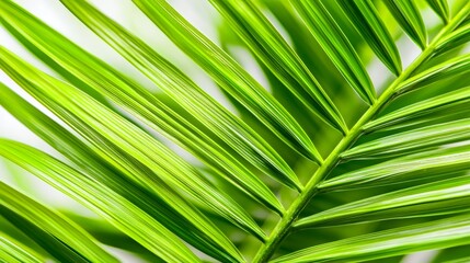 A close-up of vibrant green palm leaves, showcasing their texture and natural beauty against a soft, light background.