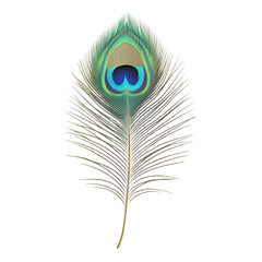 A peacock feather isolated on a transparent background, perfect for artistic projects, home decor, or fashion illustrations.