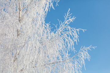 A tree with a lot of snow on it is in front of a blue sky