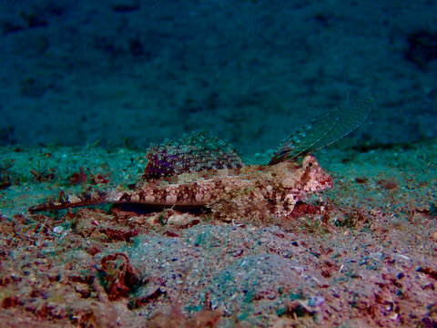Fish Dactylopius dactylopius or fingered dragonet. Fish fingered dragonet lies on the sandy bottom among seaweed.
